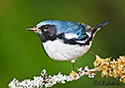 Dendroica Caerulescens